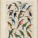 Roberts, Austin. The Birds Of South Africa