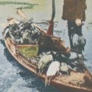 DUCK HUNTING STEREOVIEW CARD