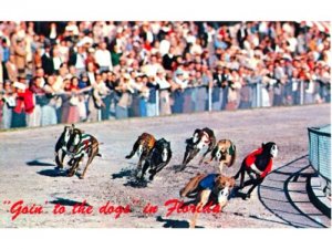 Greyhound Racing Florida Vintage Post Card