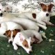 Pampered Puppies gifts