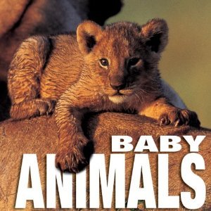 Baby Animals by Angela Idos (Book) 2004