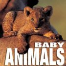 Baby Animals by Angela Idos (Book) 2004