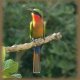 Bird Watching