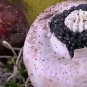 Classic Sevruga Caviar :: Spoonbill Caviar - 4 ounces