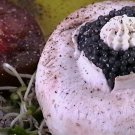 Order Sevruga Caviar :: Fresh Sevruga Caviar - 12 ounces