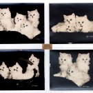 4 Original Kitten Photo Prints by Bradley R. Currey 4 Original Kitten Photo Prints by Bradley R. Currey
