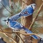 "The Blue Jay†Kevin Daniel Bradford Exchange Birds of Your Garden Plate