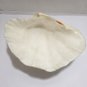 Large Genuine Ocean Giant Ruffled Clam Shell Tridacna Gigas 10" x 8.5" 3.5lb