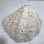 Large Genuine Ocean Giant Ruffled Clam Shell Tridacna Gigas 10" x 8.5" 3.5lb