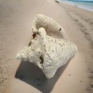 Large 7-8” Conch Natural Seashell Fossil White Beach Decor Seascape