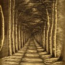 New Hand-Made 20x24" Lanes of Trees Oil Painting on Canvas
