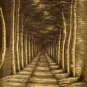 New Hand-Made 20x24" Lanes of Trees Oil Painting on Canvas