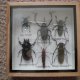 6 insect collections