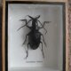 Dorysthene Walkeri