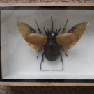 Eupatorus Graciliornis