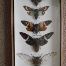 5 big  insect collections
