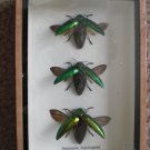 sternocera Aeguisignata