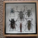 6 insect specimen collections