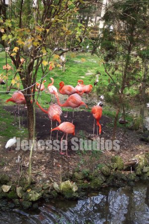 Flamingos