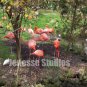 Flamingos