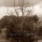 Sand Lake Michigan Tree