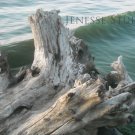 Lake Ontario Driftwood