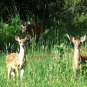 Momma and her kids