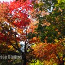 1 fall