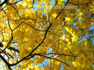 yellow leaves