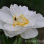 White Peony with bee