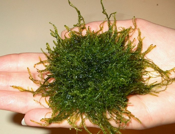 Stringy Moss, Java Moss on floating 2 inch Island