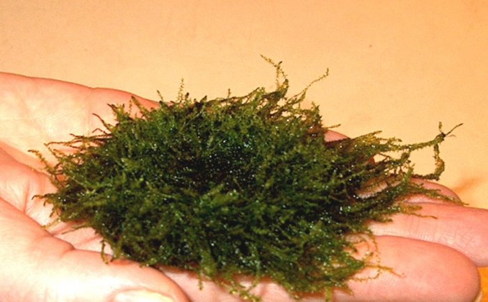 Stringy Moss, Java Moss on floating 2 inch Island