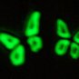 Glow-in-the-dark Butterfly earrings