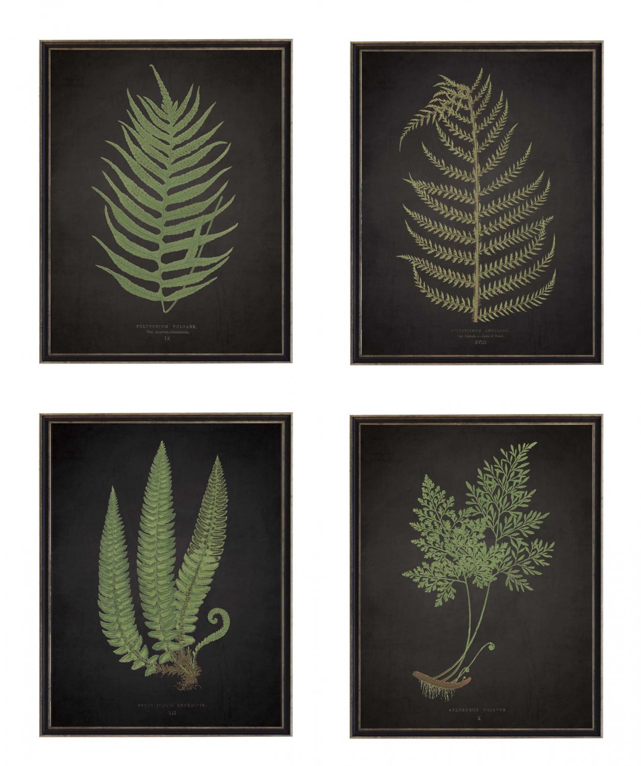 Antiqued Framed Fern Prints - Set of 4