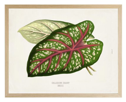Leaf-102