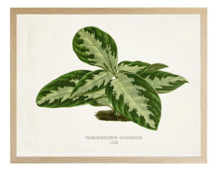 Leaf-106