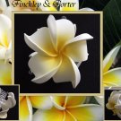Frangipani Hair -Clip