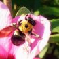 Bee Print color 4x 6