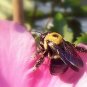 Bee Print color 4x 6
