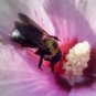 Bee Print B/W filtered 5x7