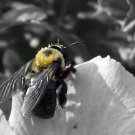 Bee Print B/W filtered 5x7
