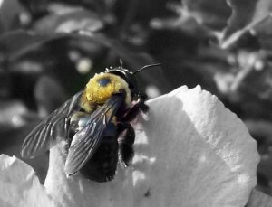 Bee Print B/W filtered 5x7