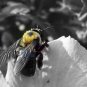 Bee Print B/W filtered 5x7