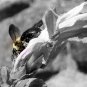 Bee Print B/W filtered 5x7