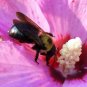 Bee Print Color 5x7