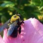 Bee Print Color 5x7