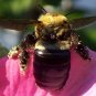Bee Print Color 5x7