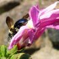 Bee Print Color 5x7