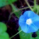 Morning Glory 4x6 print