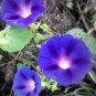 Morning Glory 4x6 print